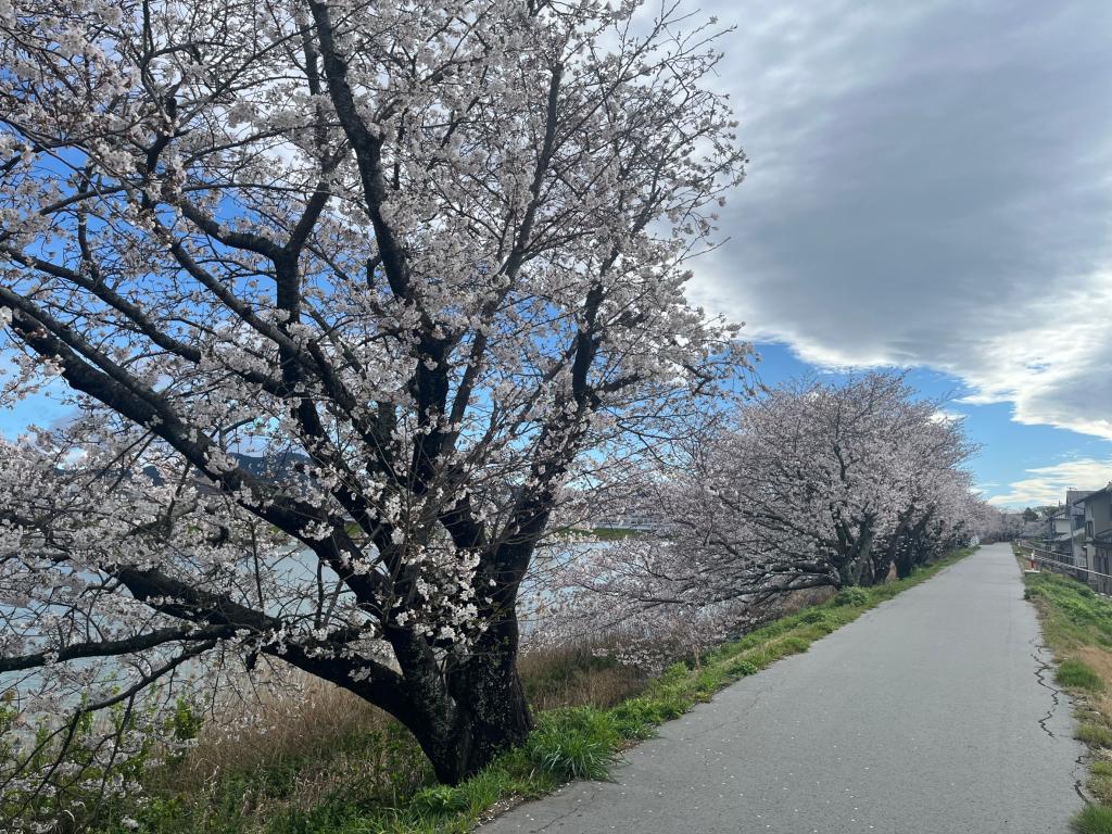 都田川桜堤の桜が満開です